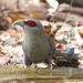 Phaenicophaeus - Photo (c) mwbirdco, algunos derechos reservados (CC BY-NC), subido por mwbirdco