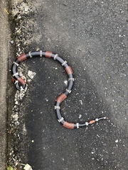 Micrurus surinamensis