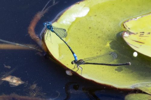 Australian Blue Riverdamsel photo 6