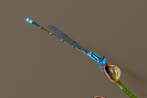 Australian Blue Riverdamsel photo 4