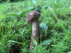 Leccinum snellii