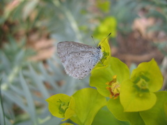 Celastrina echo cinerea