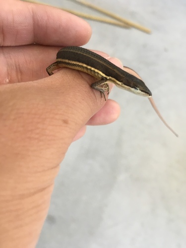 Formosa Grass Lizard, Takydromus formosanus