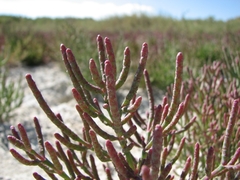 Salicornia rubra