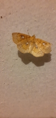 Cacographis osteolalis