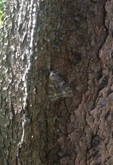 Catocala semirelicta