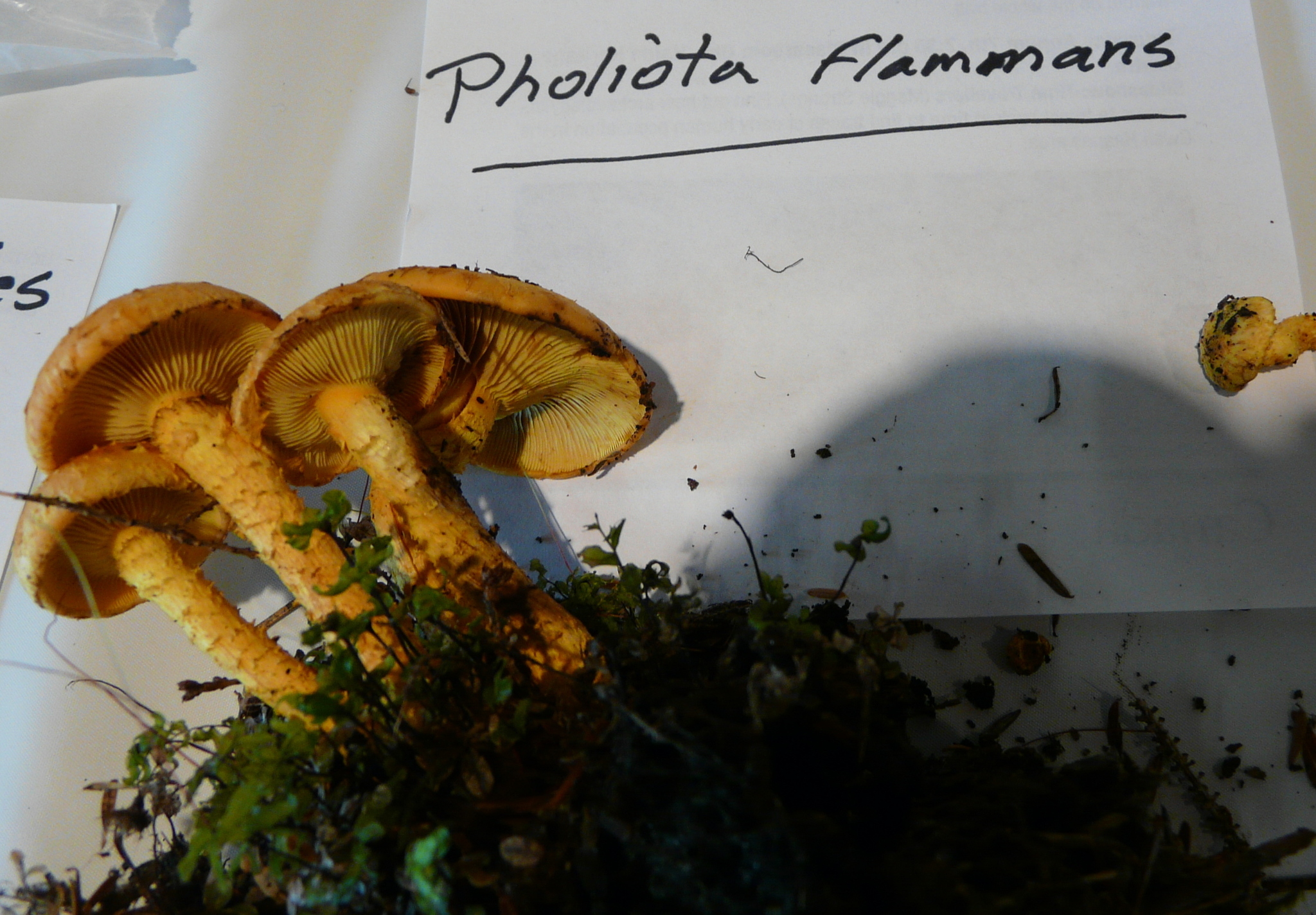 Pholiota flammans image