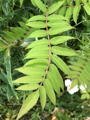 Sorbaria