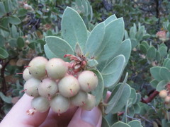 Arctostaphylos pringlei