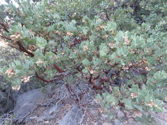 Arctostaphylos pringlei