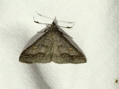 Renia flavipunctalis