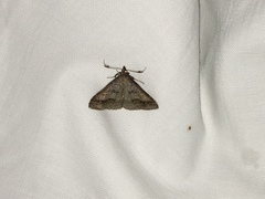 Renia flavipunctalis