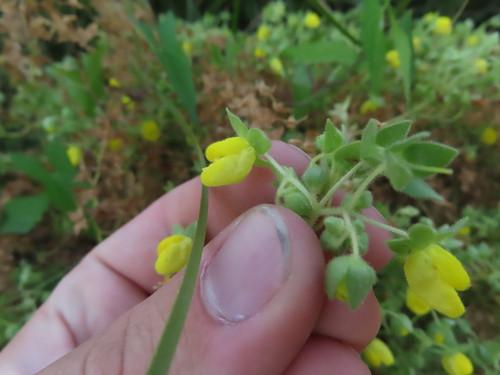 Calceolaria petioalaris (Calceolaria petioalaris)
