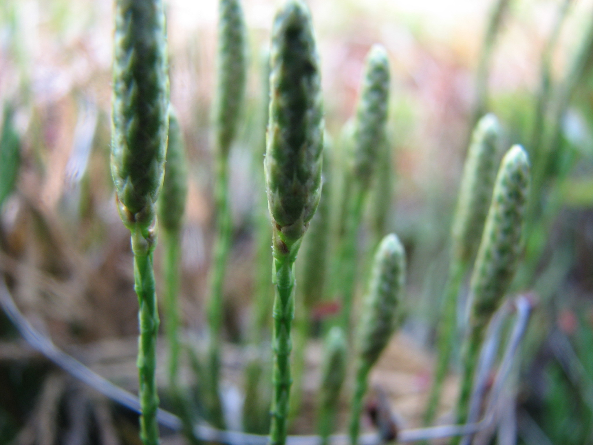 Diphasiastrum X sabinifolium