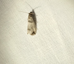 Notocelia culminana