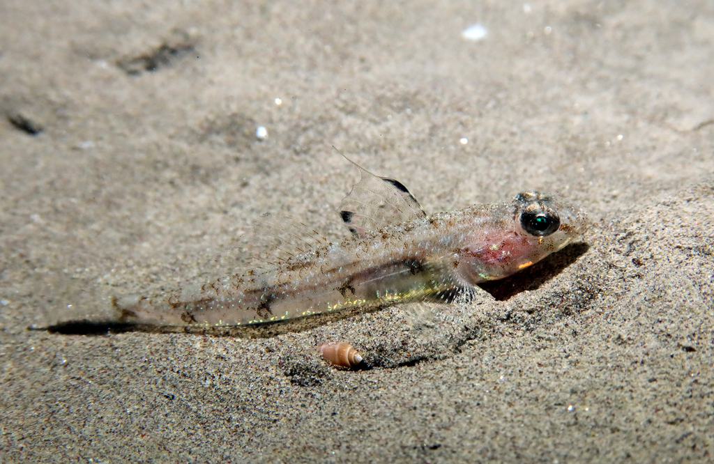 Four-Spotted Goby