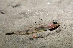 Four-Spotted Goby photo 1