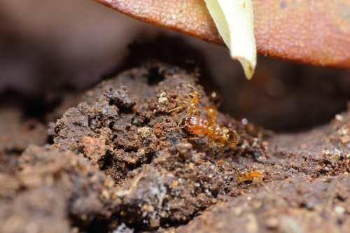 兴起湖大头蚁Pheidole funkikoensis