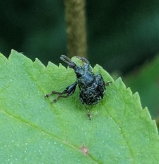 Himatolabus pubescens