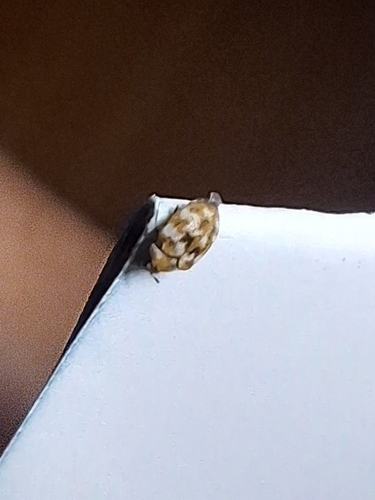 Varied Carpet Beetle