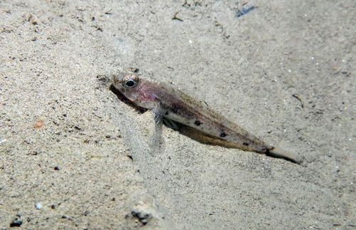 Four-spotted goby (Deltentosteus quadrimaculatus) — Gobiidae — 3