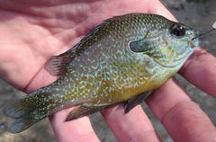 Lepomis aquilensis