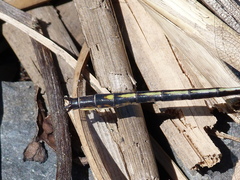 Phanogomphus spicatus