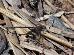 Phanogomphus spicatus