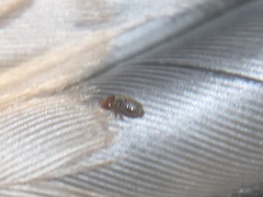 Sturnidoecus simplex