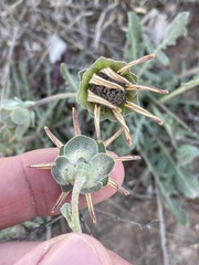 Berlandiera lyrata
