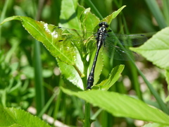 Hylogomphus adelphus
