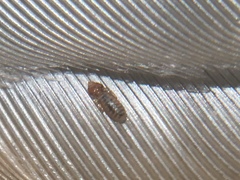 Sturnidoecus simplex