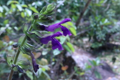 Salvia carreyesii