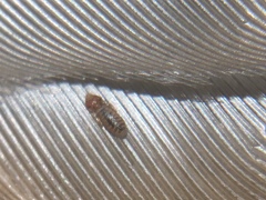 Sturnidoecus simplex