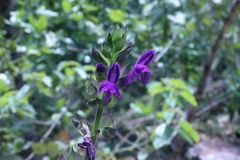 Salvia carreyesii