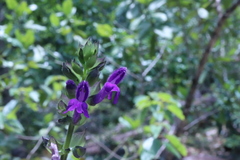 Salvia carreyesii