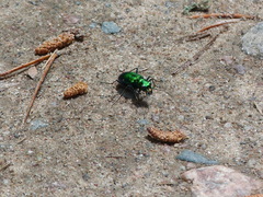 Cicindela denikei
