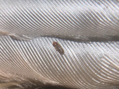 Sturnidoecus simplex