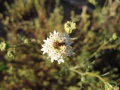 Chaenactis stevioides