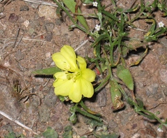 Oenothera primiveris