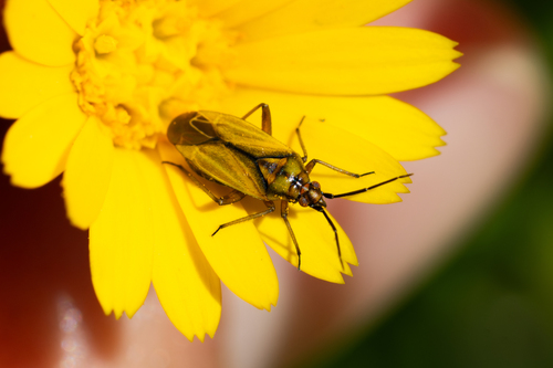 Macrotylus nigricornis