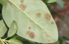 Phyllocoptes coprosmae