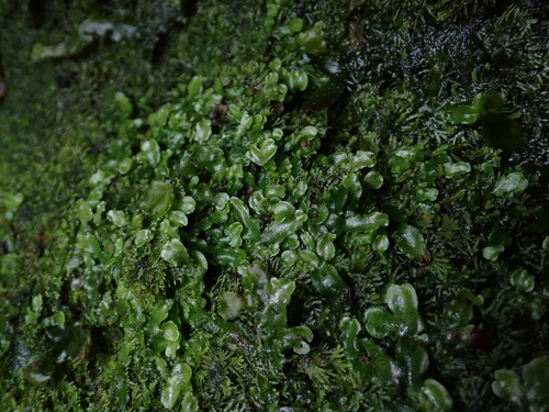 Wiesnerella denudata observed 2025-03-29