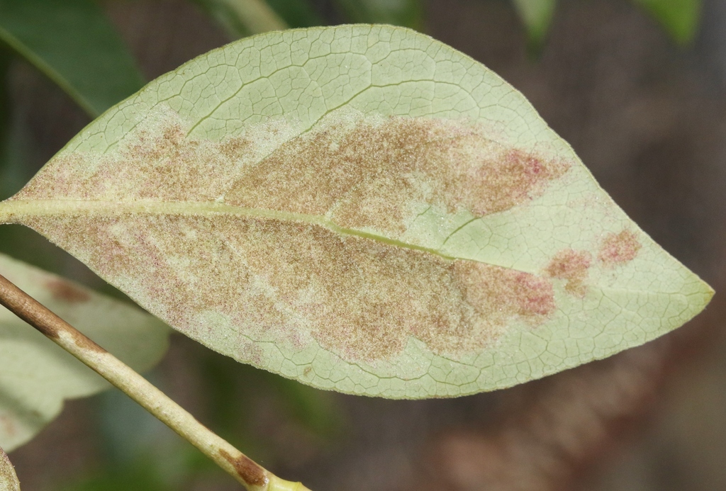 Phyllocoptes coprosmae