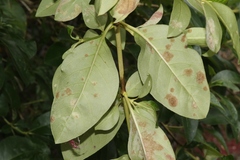 Phyllocoptes coprosmae