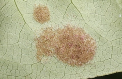 Phyllocoptes coprosmae