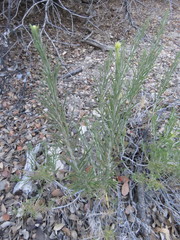 Ericameria nauseosa bernardina