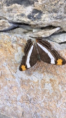 Adelpha fessonia