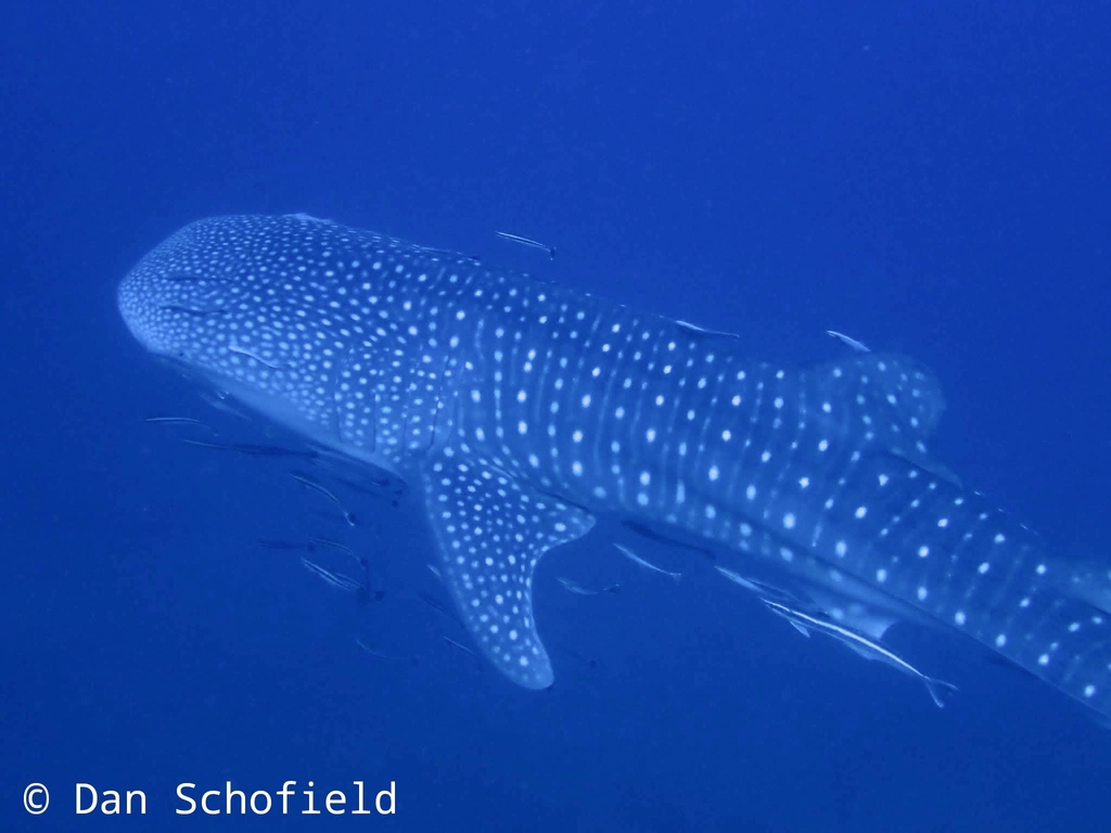 Whale Shark (Rhincodon typus) — recorded at Chumphon Pinnacle