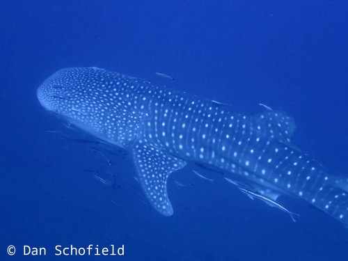 Whale Shark (Rhincodon typus)